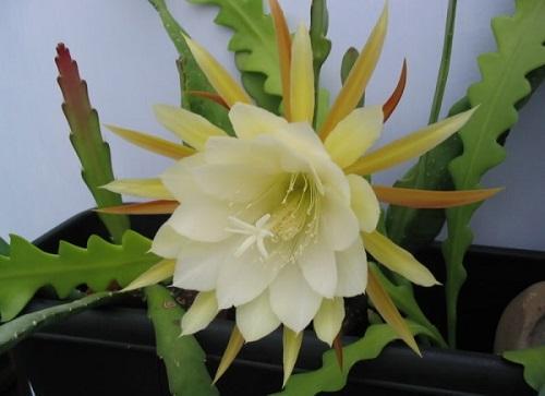 epiphyllum zoubkovaný