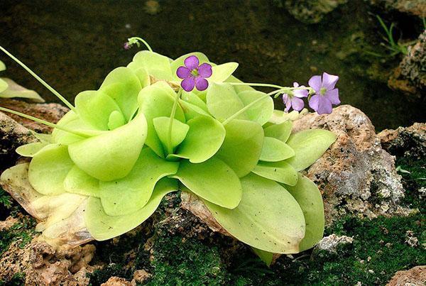 zhiryanka blomstrer