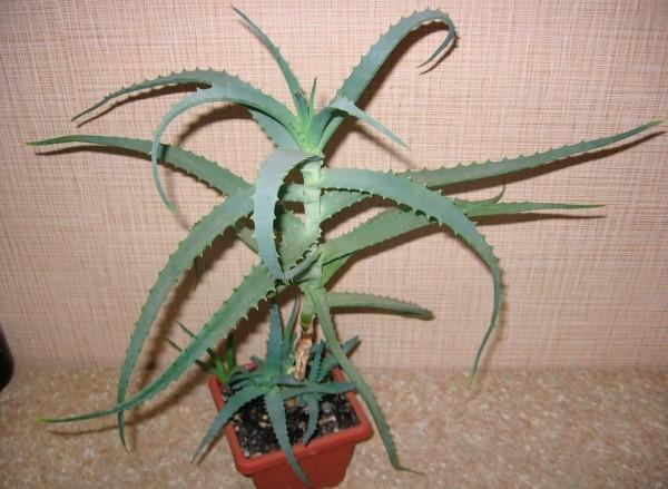 strom aloe