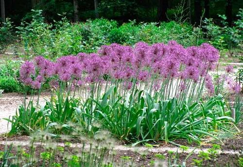 blomstrende allium