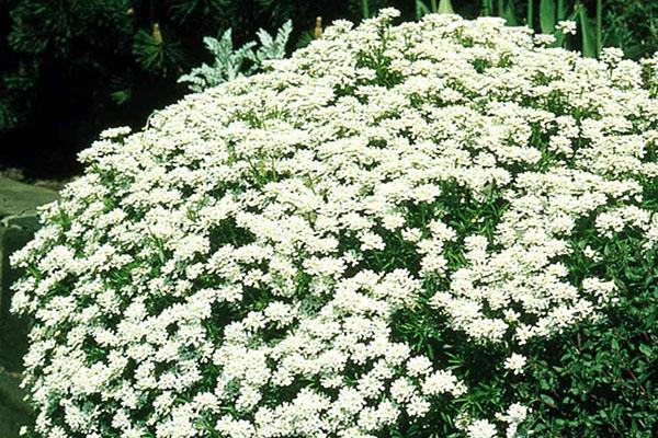 frodig blomst av Iberis i hagen