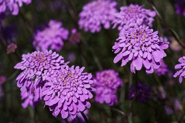 Iberis - photo of flowers of perennial, annual, gibraltar, bitter ...