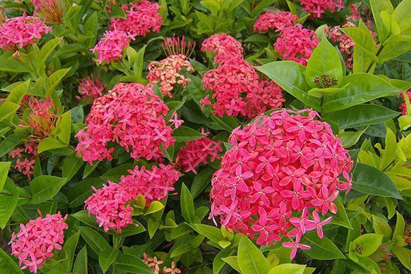 kwitnące Ixora