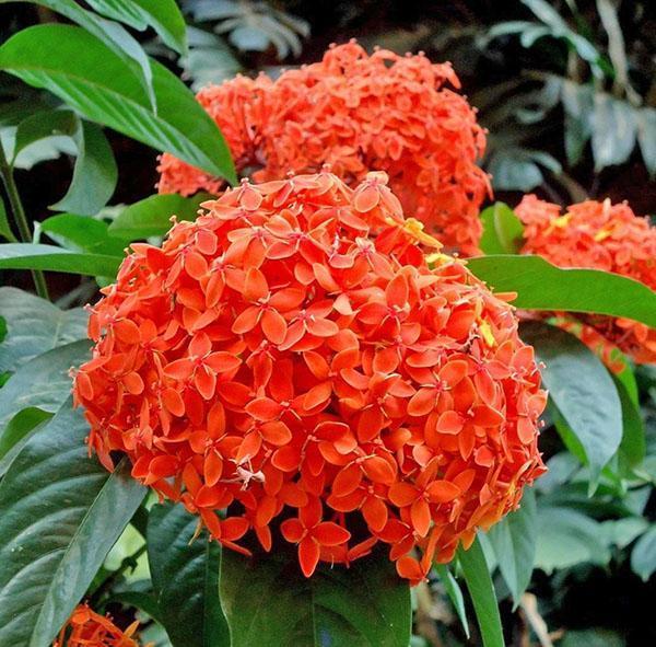 Ixora ชวา