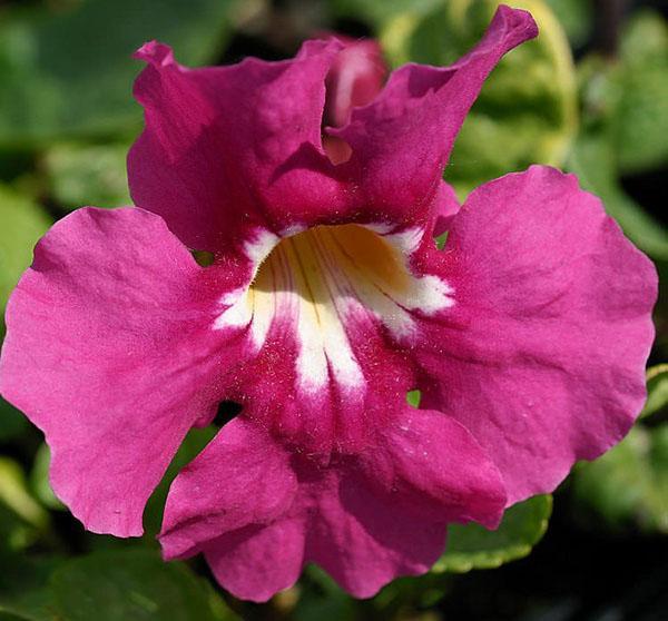 ดอกไม้แห่ง incarvillea