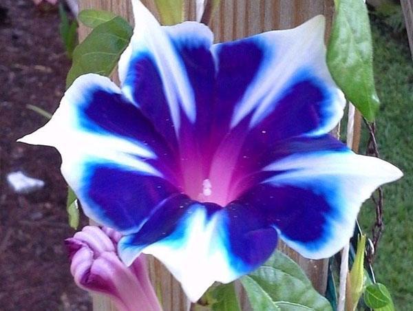 broket blomst av morning glory