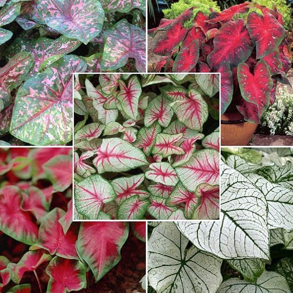 Caladium ประเภทต่างๆ