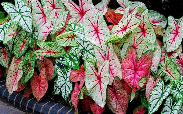 Odrůdy Caladium Schomburg, Bicolor a Humboldt