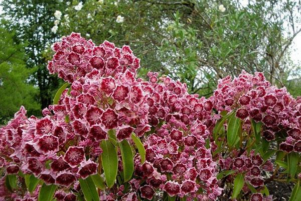 frodig blomstring av kalmia