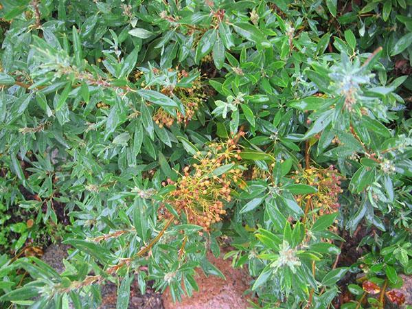 wieloletnia kalmia krzewiasta