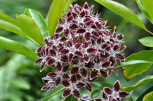 umbellate blomsterstander av Calmia