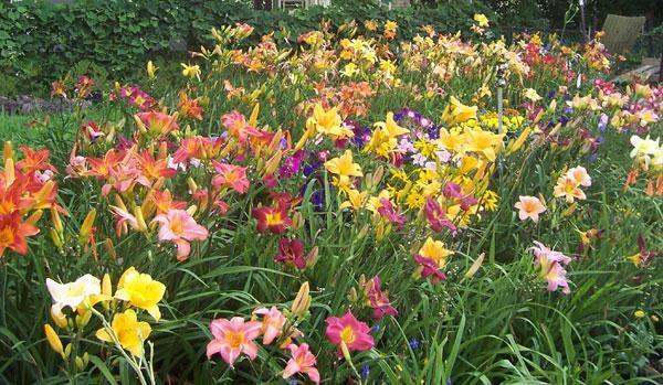 เตียงดอกไม้ของ daylilies