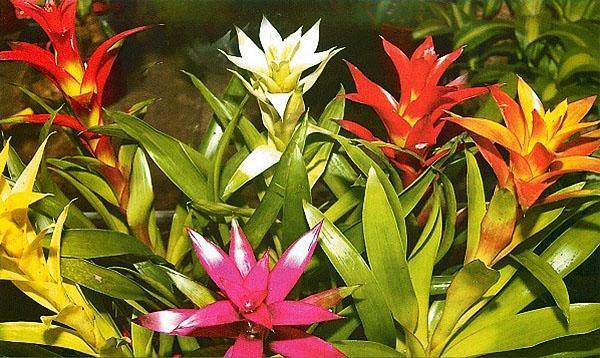 guzmania ที่สวยงาม