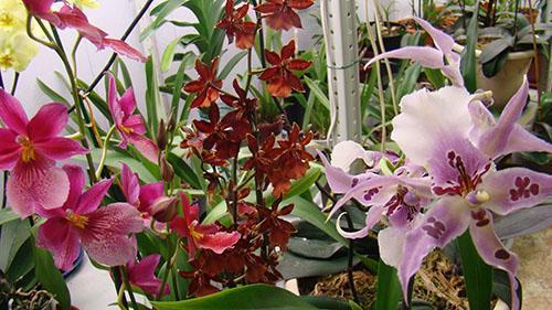 orchidea cambria w całej okazałości