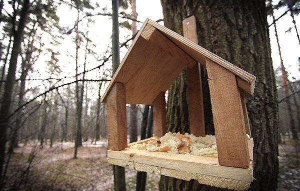 domowy podajnik wiewiórki