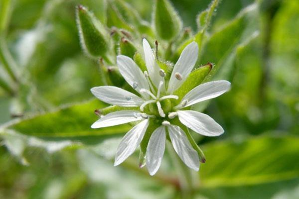 pożywka starwort