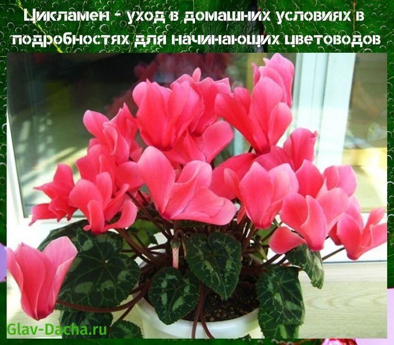 การดูแลที่บ้าน cyclamen