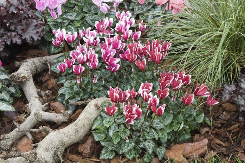 cyclamen in vivo