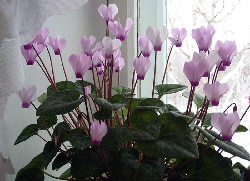 การดูแลที่บ้าน cyclamen