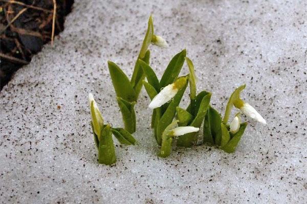 pierwszy wiosenny kwiat Galanthus