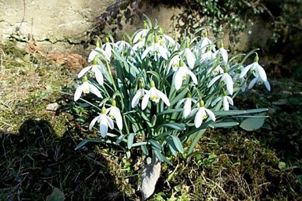 เลือกสถานที่สำหรับ galanthus