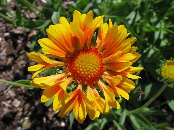 populære Gaillardia