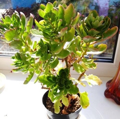 Kalanchoe wyblakł