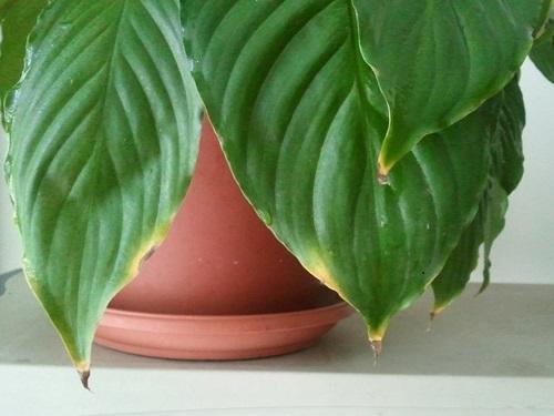 spathiphyllum i en gryte