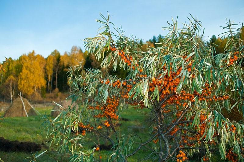 ทะเล buckthorn มีผลไม้