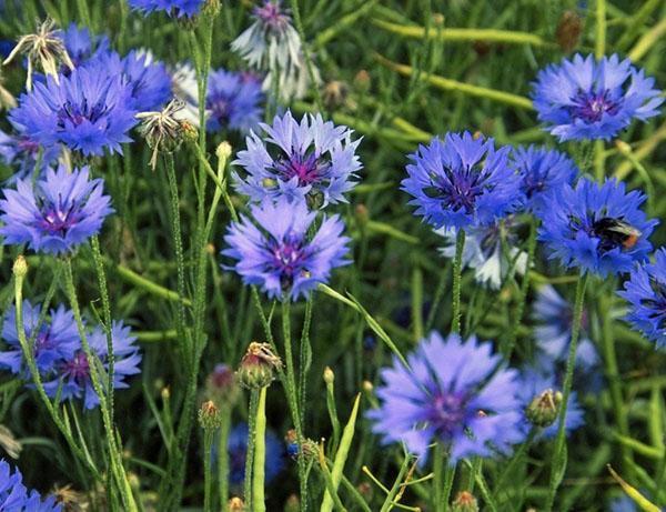 knapweed