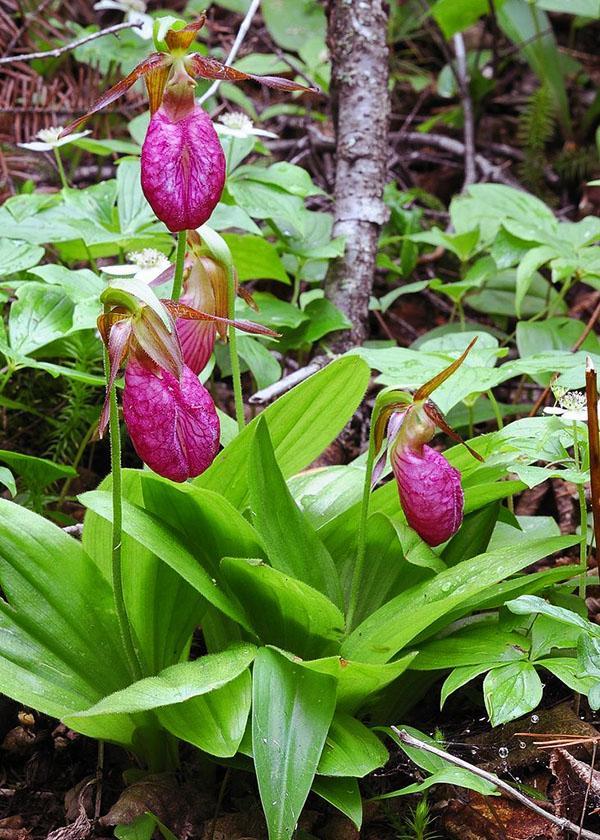 skånsom blomstrende damesko