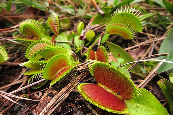 venus flytrap i naturen