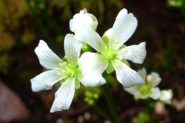 Venus flytrap blomstrer