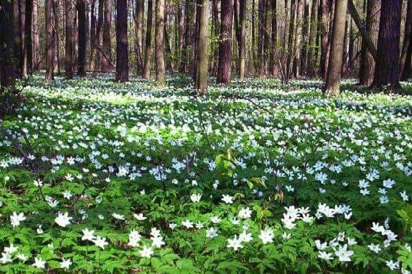 anemone tidlig på våren i skogen