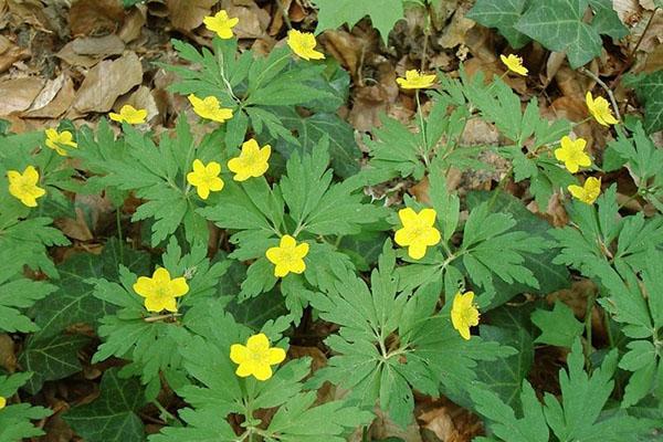 gule anemone blomster