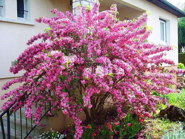 Weigela na verandě domu