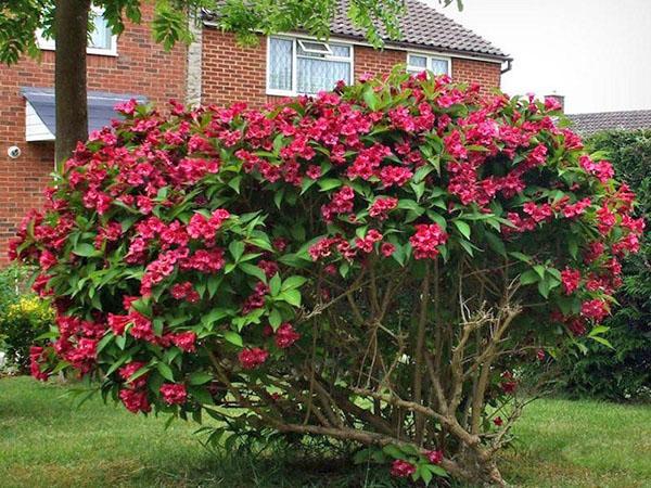 weigela ที่กระท่อมฤดูร้อนของพวกเขา