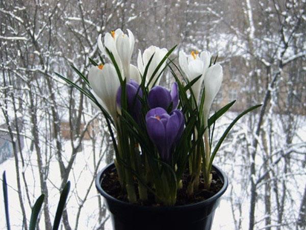 krokusene blomstrer om vinteren