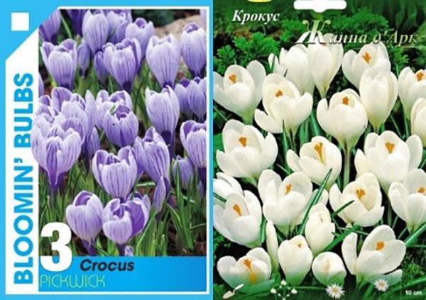 พันธุ์ Crocuses สำหรับการบังคับ