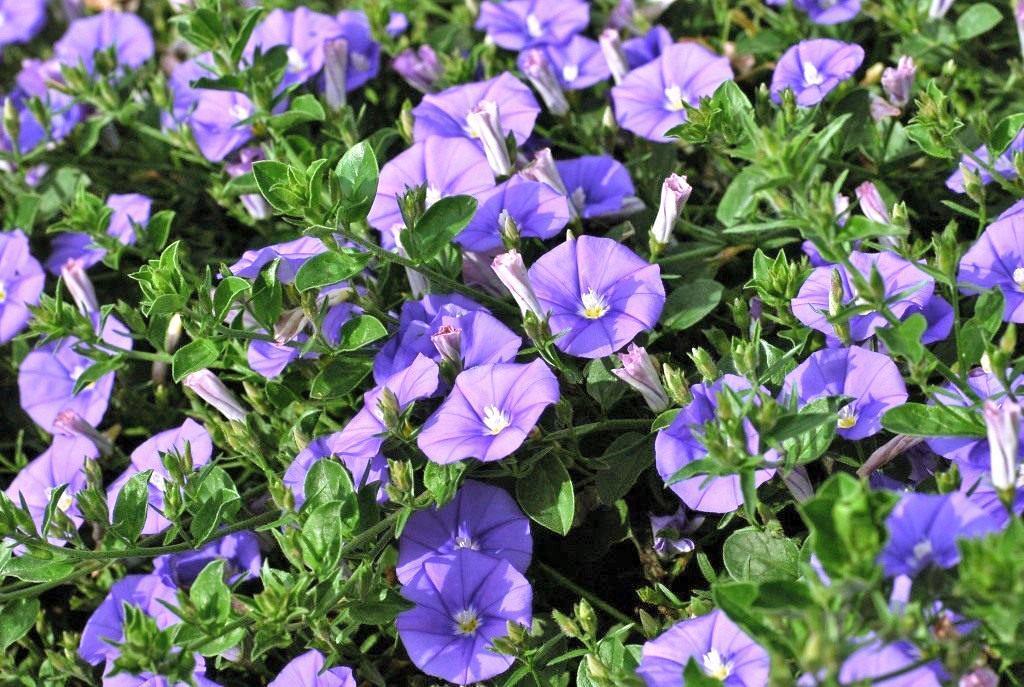 frodig blomstrende bindweed