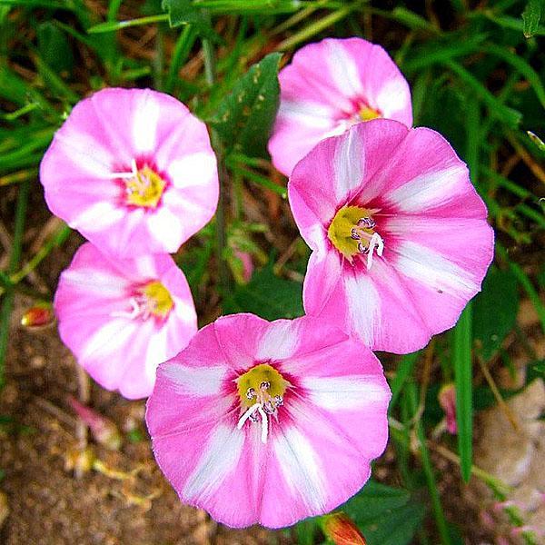 bindweed blomst