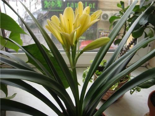 clivia สีเหลือง