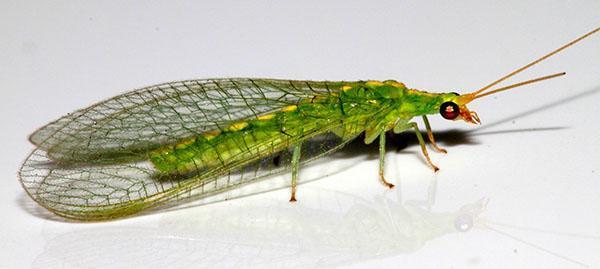 lacewing hmyzu