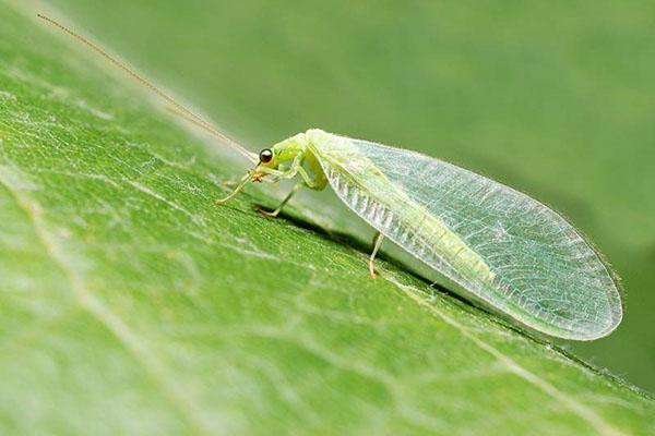 lacewing