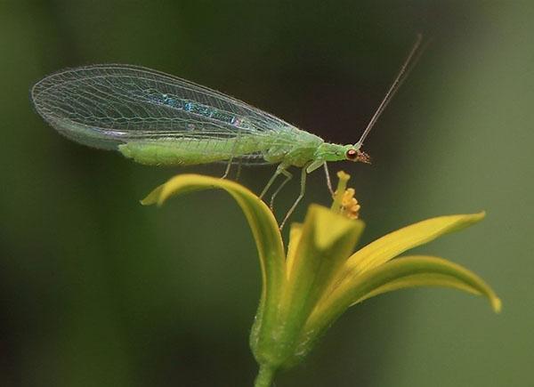 lacewing v zahradě