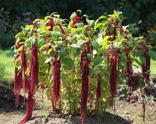 amaranth rotschwants