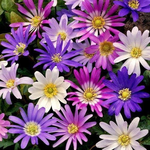 mieszanka anemone blanda