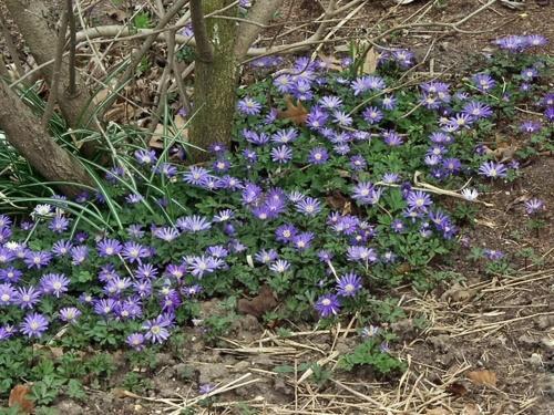 anemone blanda