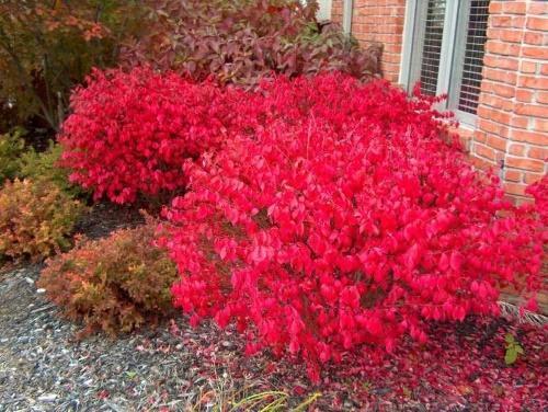 skrzydlaty Euonymus compactus