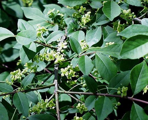 บาน euonymus